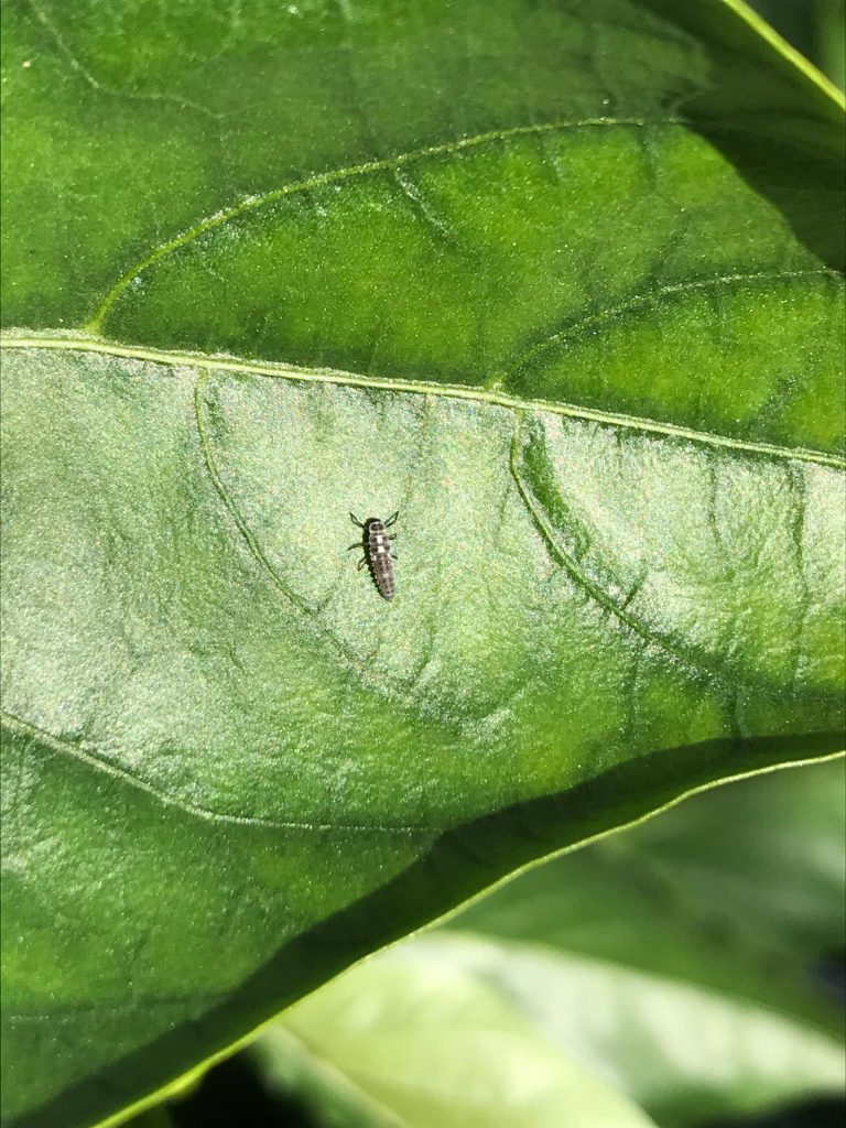 Afbeelding Nuttigen herkennen in de boomgaard