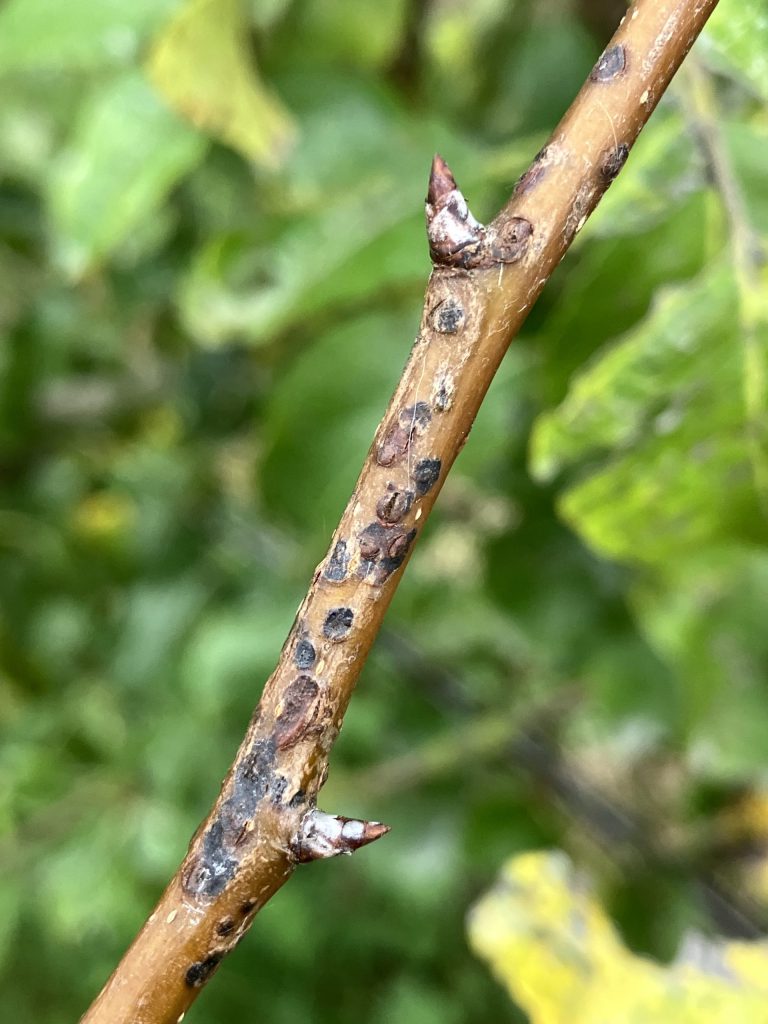 Afbeelding Teeltadvies | schurft, perenbladvlo, appelgrasluis, appelbloesemkever en ijzerbemesting