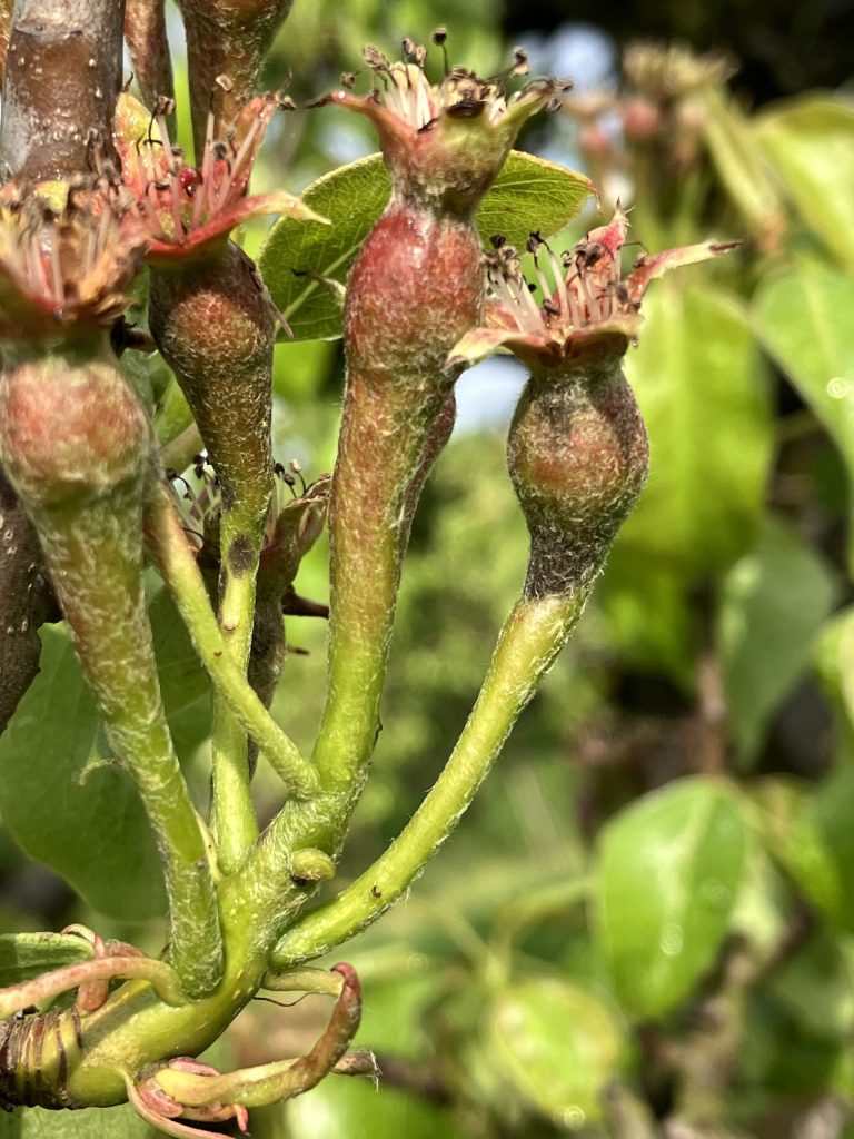 Afbeelding Teeltadvies | schurft, zwartvruchtrot, pseudomonas