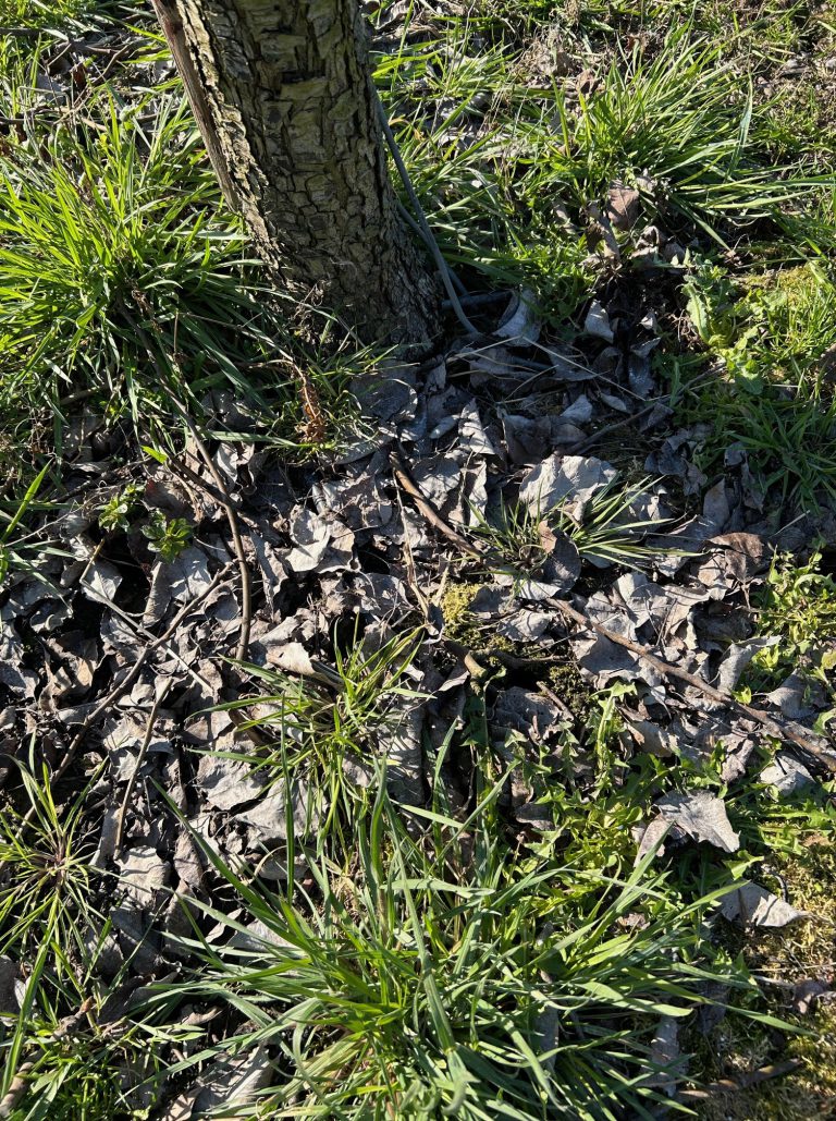 Afbeelding Teeltadvies | schurft, zwartvruchtrot, pseudomonas