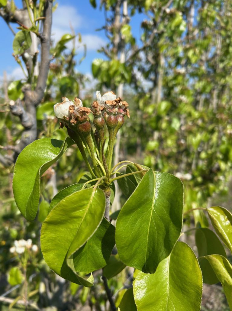 Afbeelding Teeltadvies | schimmels, insecten en dunning
