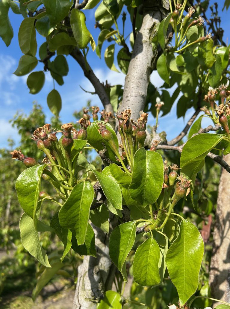 Afbeelding Teeltadvies | dunning, schurft, meeldauw, neusrot en perenbladvlo