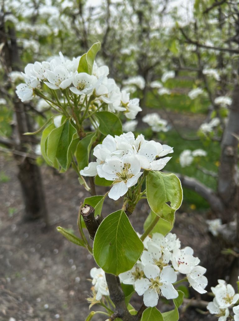 Afbeelding Teeltadvies | schurft, neusrot, insecten, zetting en dunning