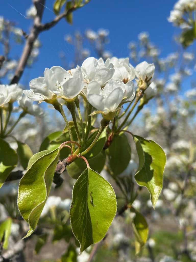 Afbeelding Teeltadvies | meeldauw, schurft, insecten en zettingsbevordering