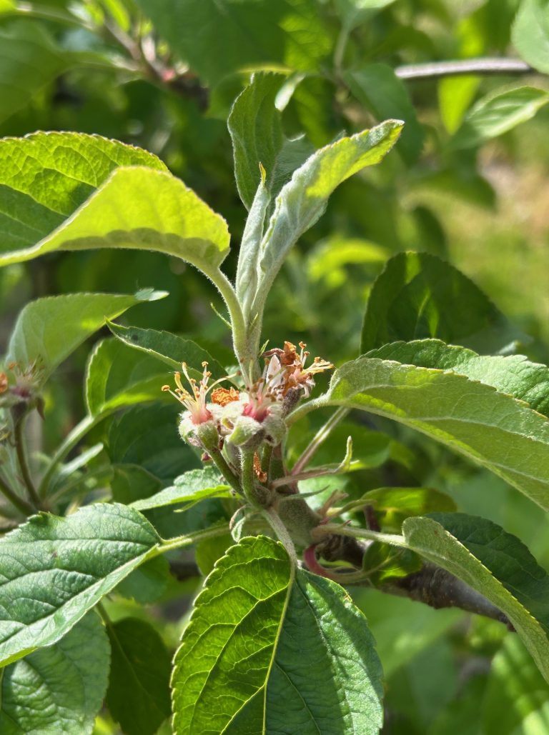 Afbeelding Tekorten in het gewas te voorkomen met bladvoeding