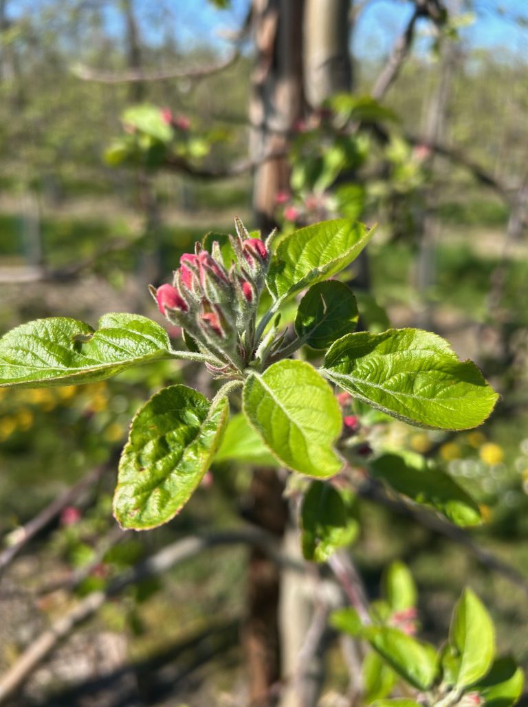 Afbeelding Teeltadvies | meeldauw, schurft, insecten en zettingsbevordering