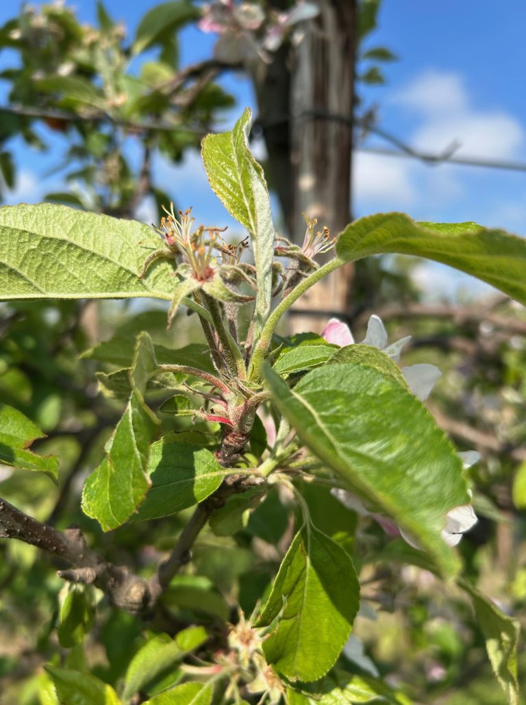 Afbeelding Teeltadvies | schimmels, insecten en dunning