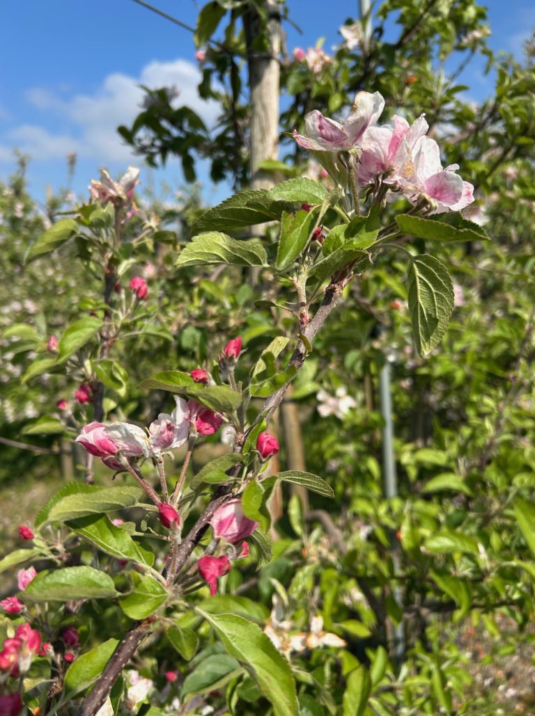 Afbeelding Teeltadvies | schimmels, insecten en dunning