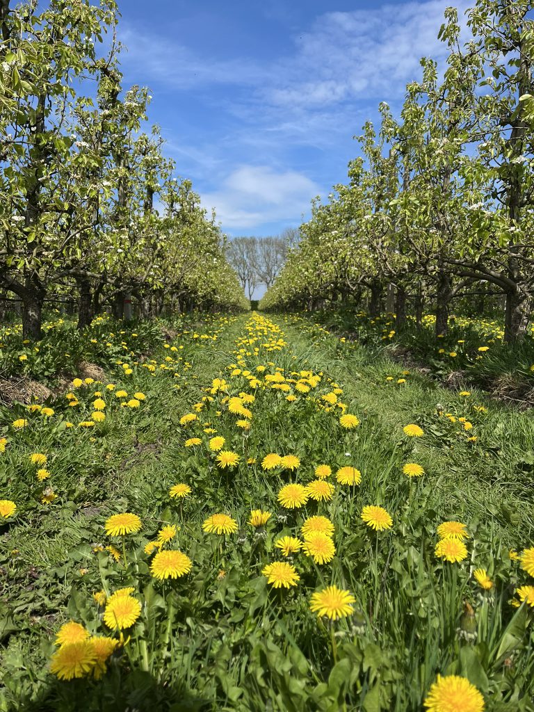 Afbeelding Biodiversiteit met bloeiende struiken en kruiden