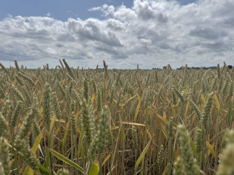 Afbeelding Stikstofbladbemesting in granen en graszaad