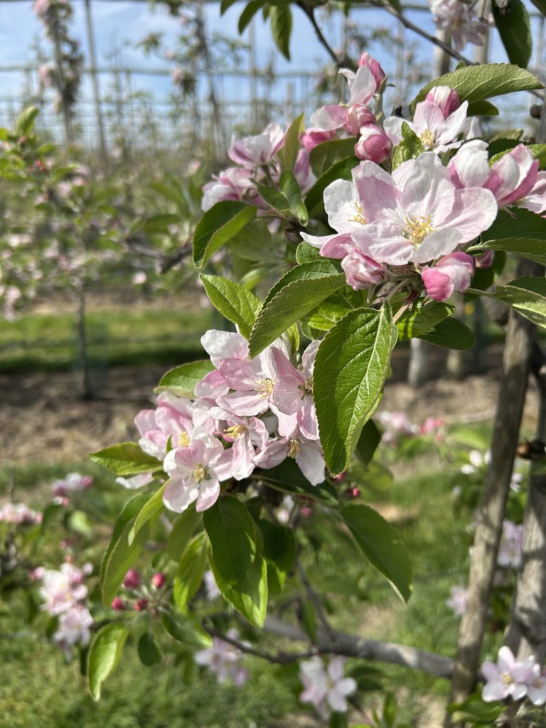 Afbeelding Teeltadvies | schurft, neusrot, insecten, zetting en dunning