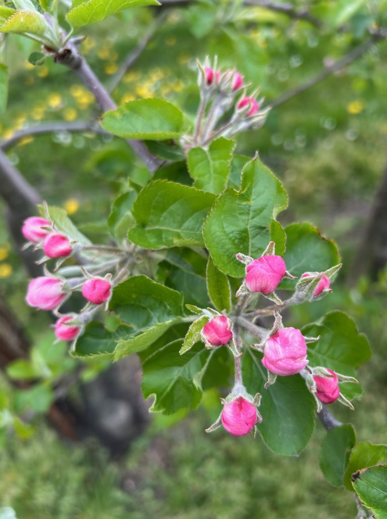 Afbeelding Teeltadvies | schurft, neusrot, insecten, zetting en dunning