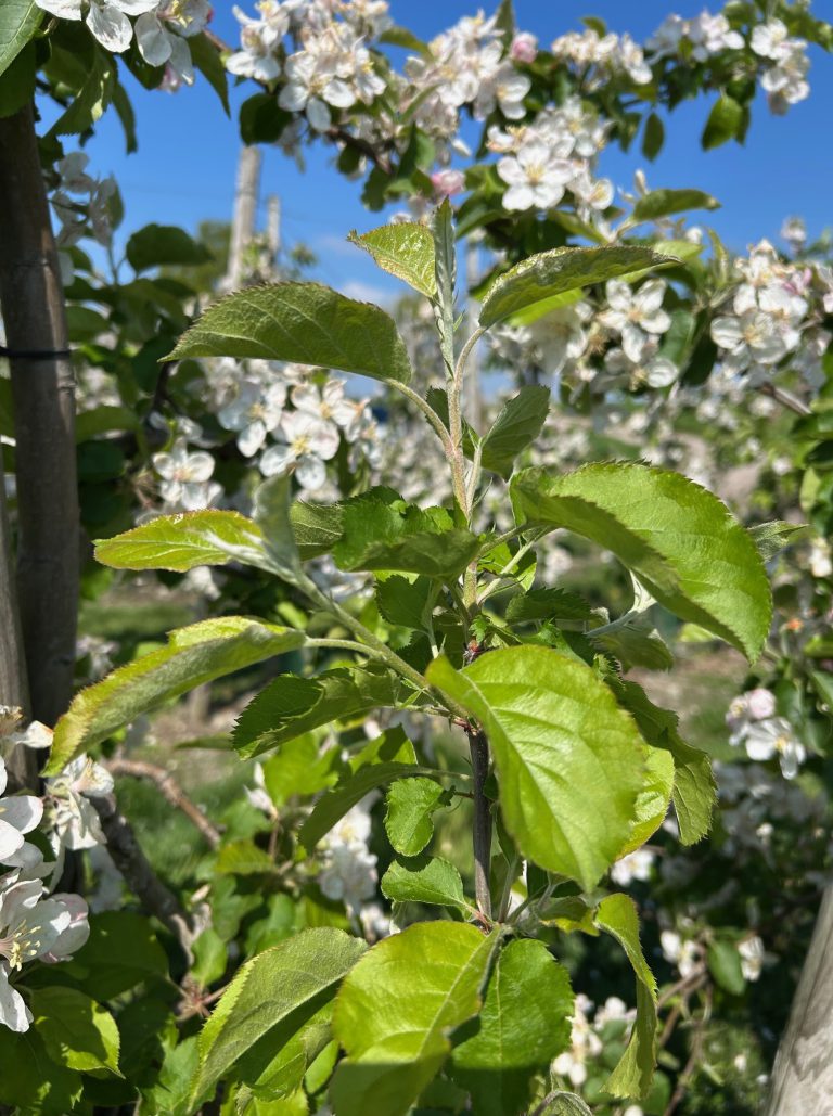Afbeelding Teeltadvies | schimmels, insecten en dunning