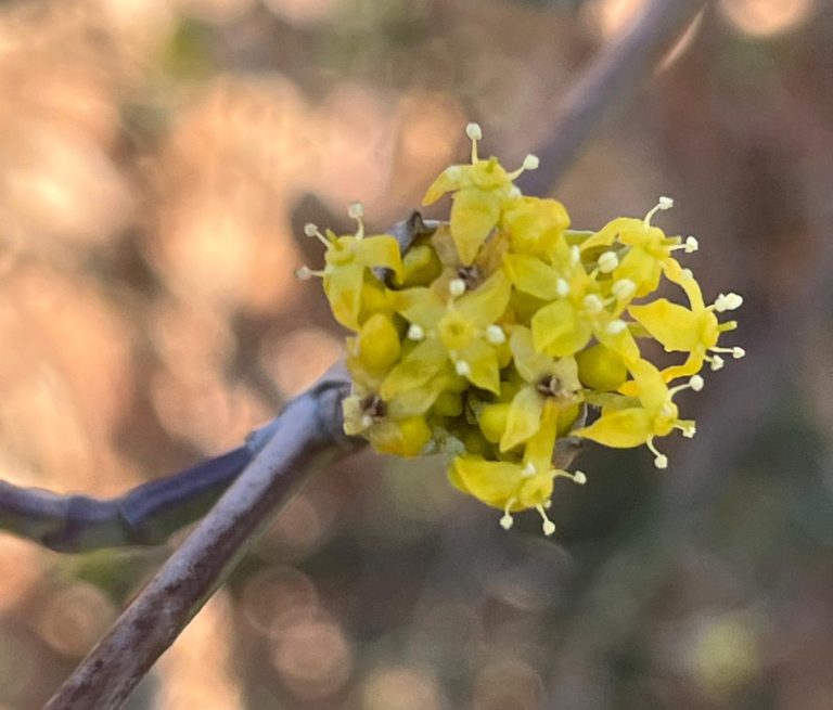 Afbeelding Biodiversiteit met bloeiende struiken en kruiden