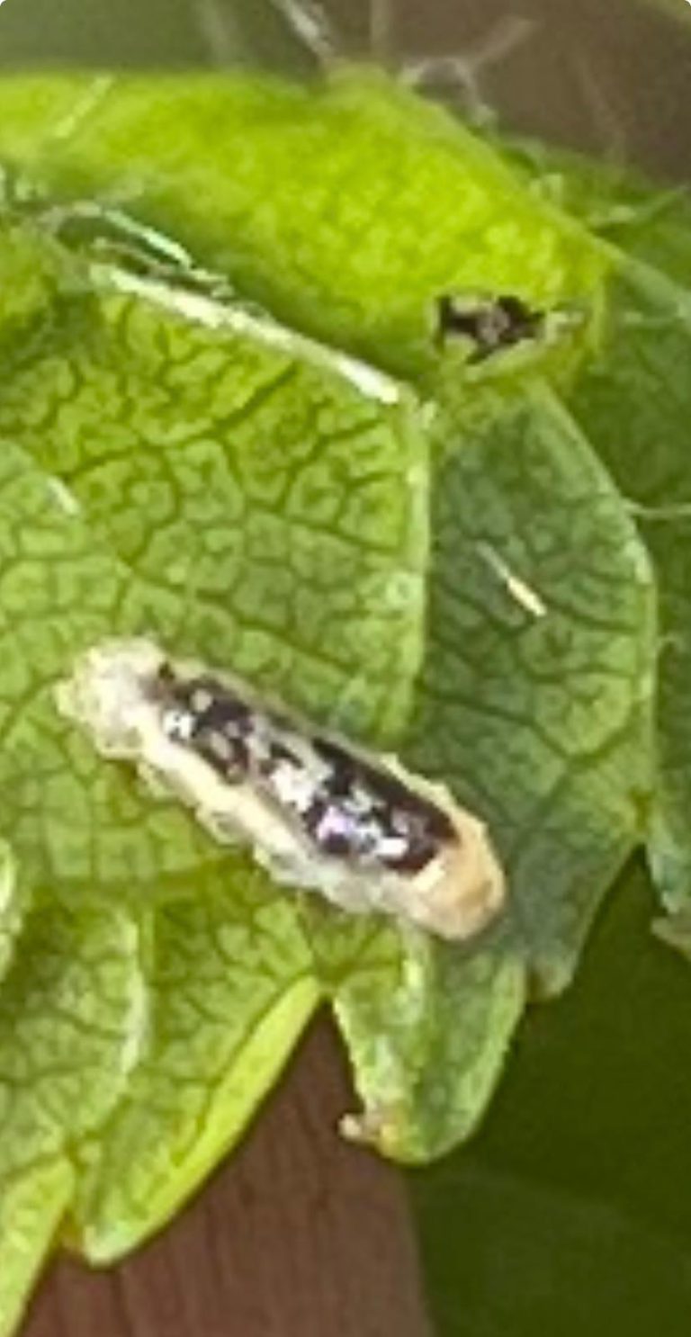 Afbeelding Teeltadvies steenfruit | dunning, schimmels, voeding en insecten