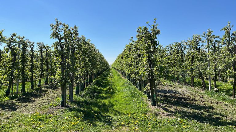 Afbeelding Biodiversiteit met bloeiende struiken en kruiden