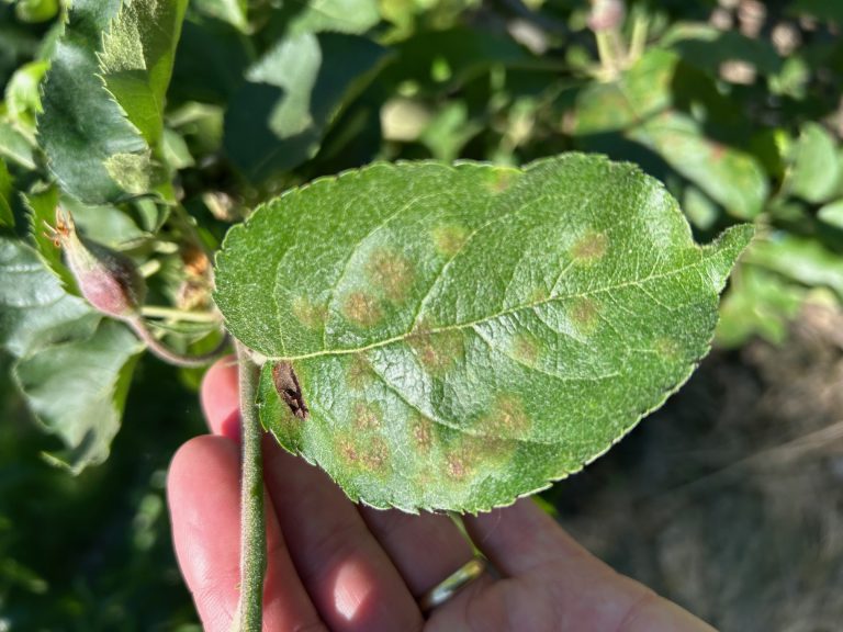 Afbeelding Teeltadvies | meeldauw, schurft, insecten en zettingsbevordering