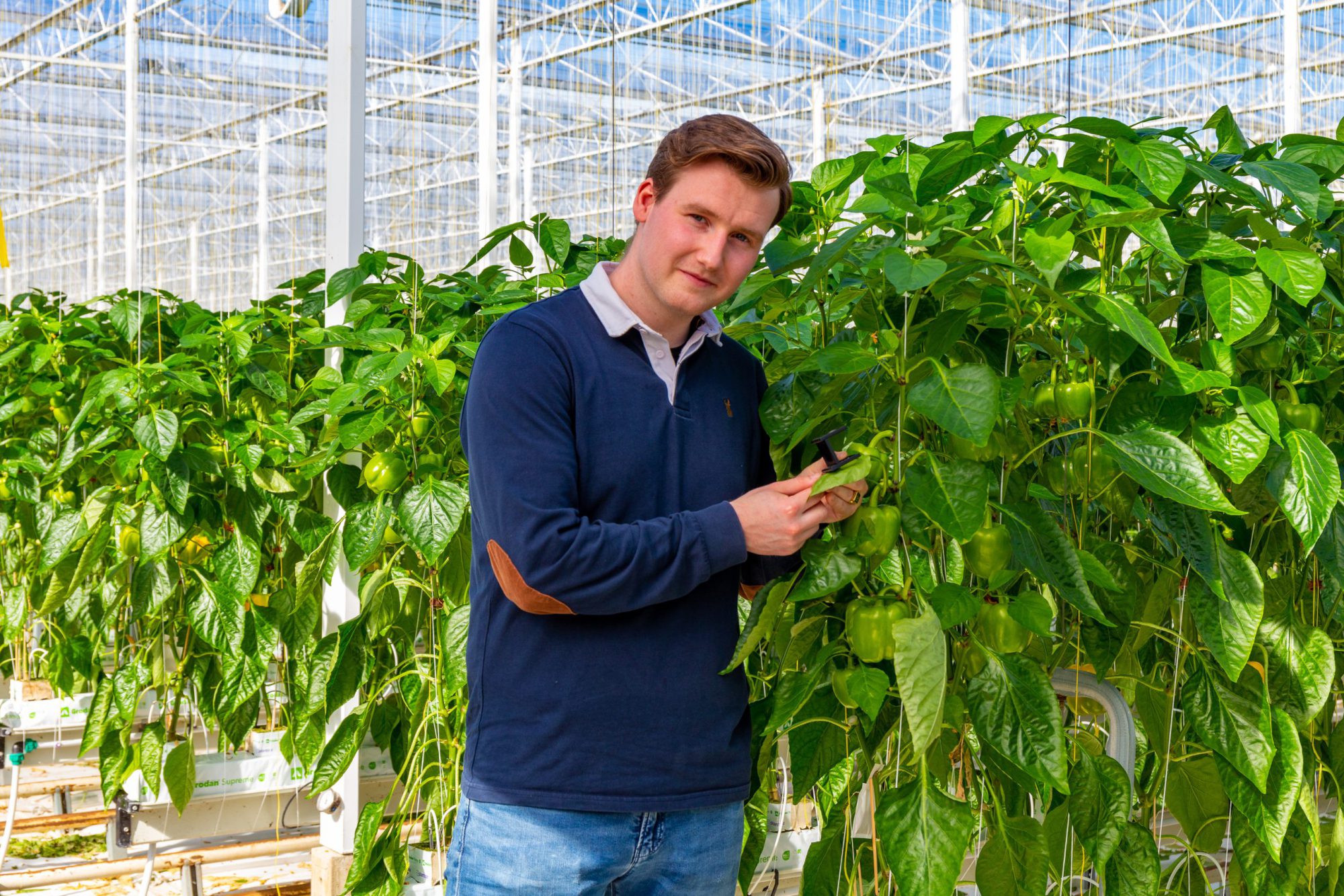 Afbeelding Adviseur Tuinbouw – Gewasbescherming en Biologie