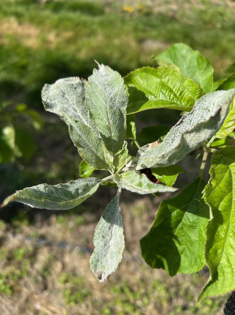 Afbeelding Teeltadvies | dunning, schurft, meeldauw, neusrot en perenbladvlo