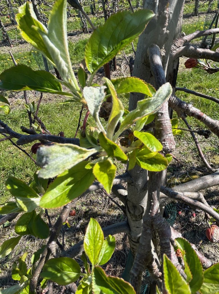 Afbeelding Teeltadvies | meeldauw, schurft, insecten en zettingsbevordering