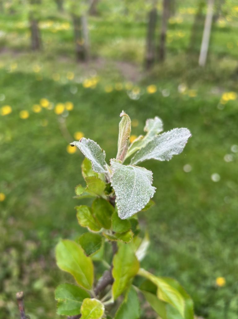 Afbeelding Teeltadvies | schurft, neusrot, insecten, zetting en dunning