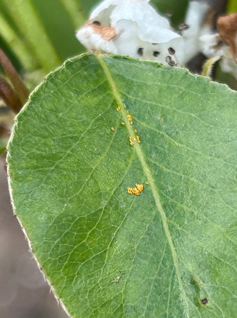 Afbeelding Teeltadvies | schimmels, insecten en dunning