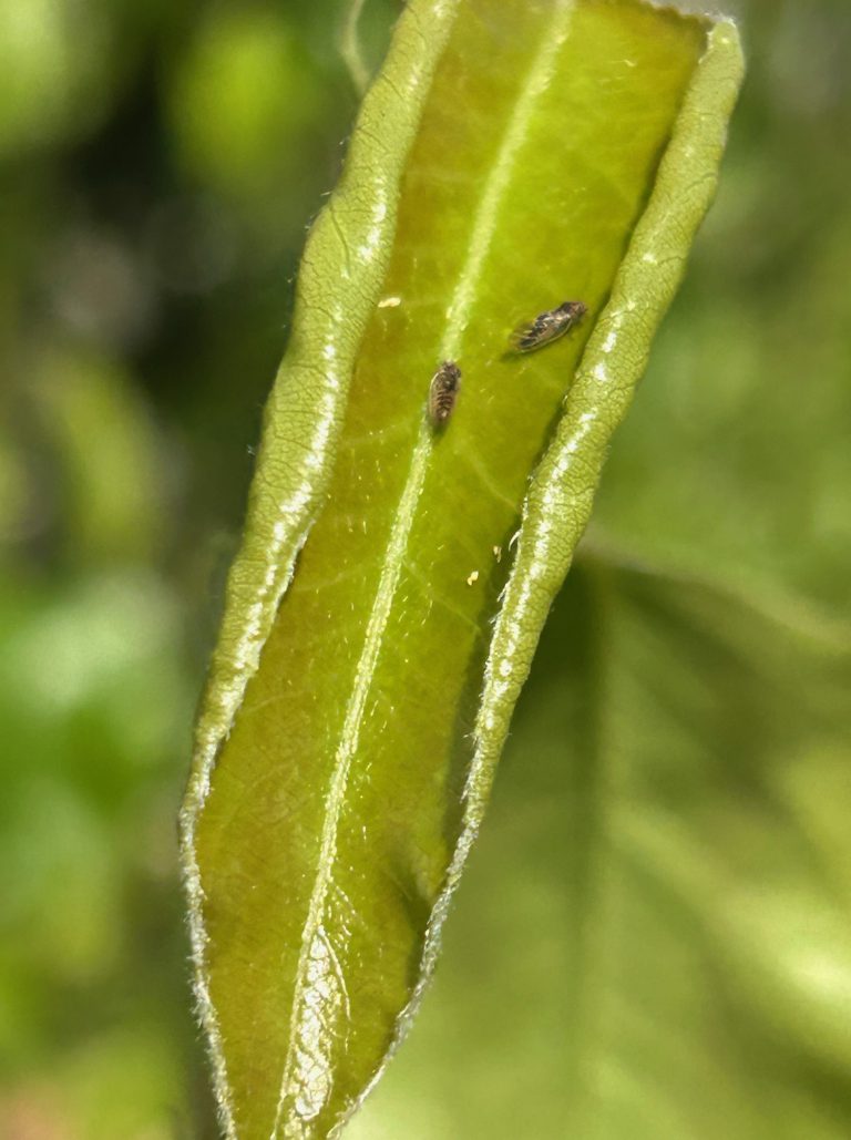 Afbeelding Teeltadvies | dunning, schurft, meeldauw, neusrot en perenbladvlo