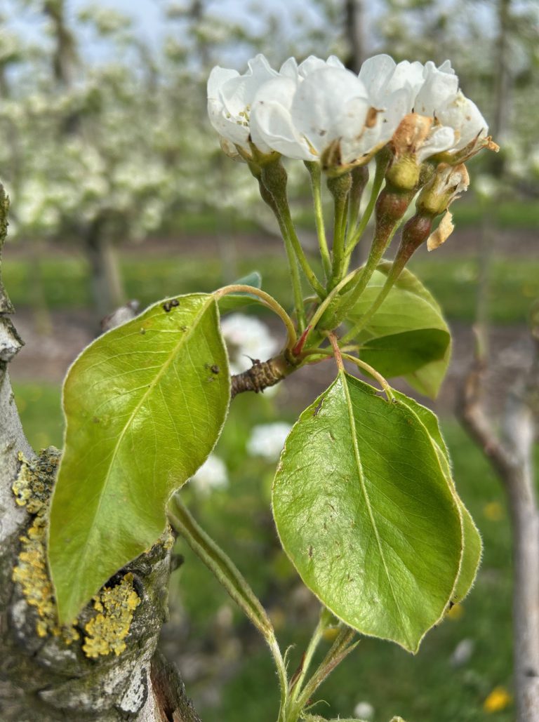 Afbeelding Teeltadvies | schurft, neusrot, insecten, zetting en dunning