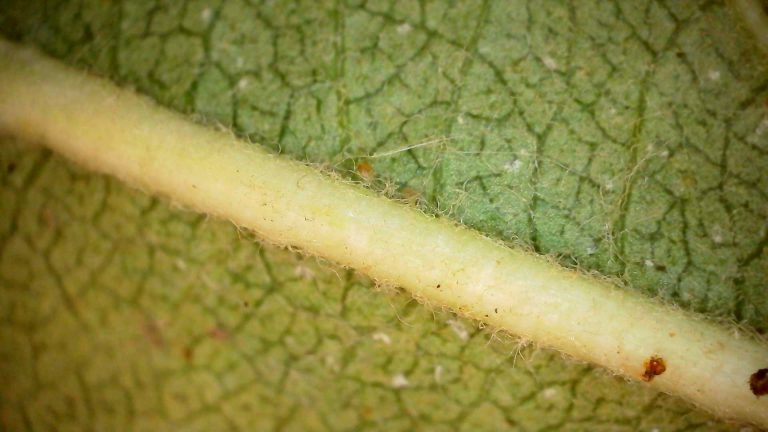 Afbeelding Natuurlijke vijanden in de fruitteelt