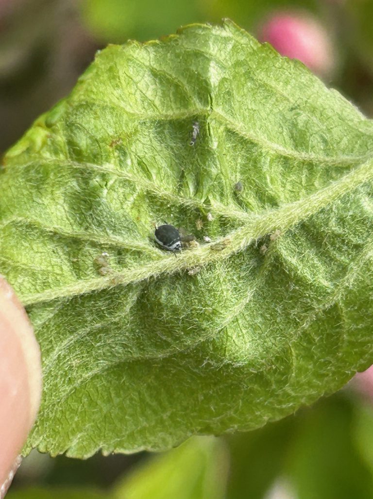 Afbeelding Teeltadvies | schurft, neusrot, insecten, zetting en dunning