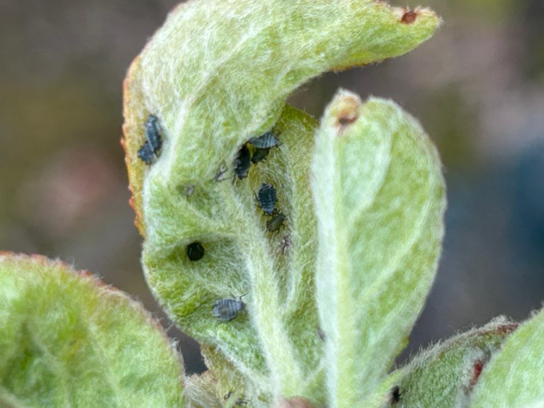 Afbeelding Teeltadvies | meeldauw, schurft, insecten en zettingsbevordering