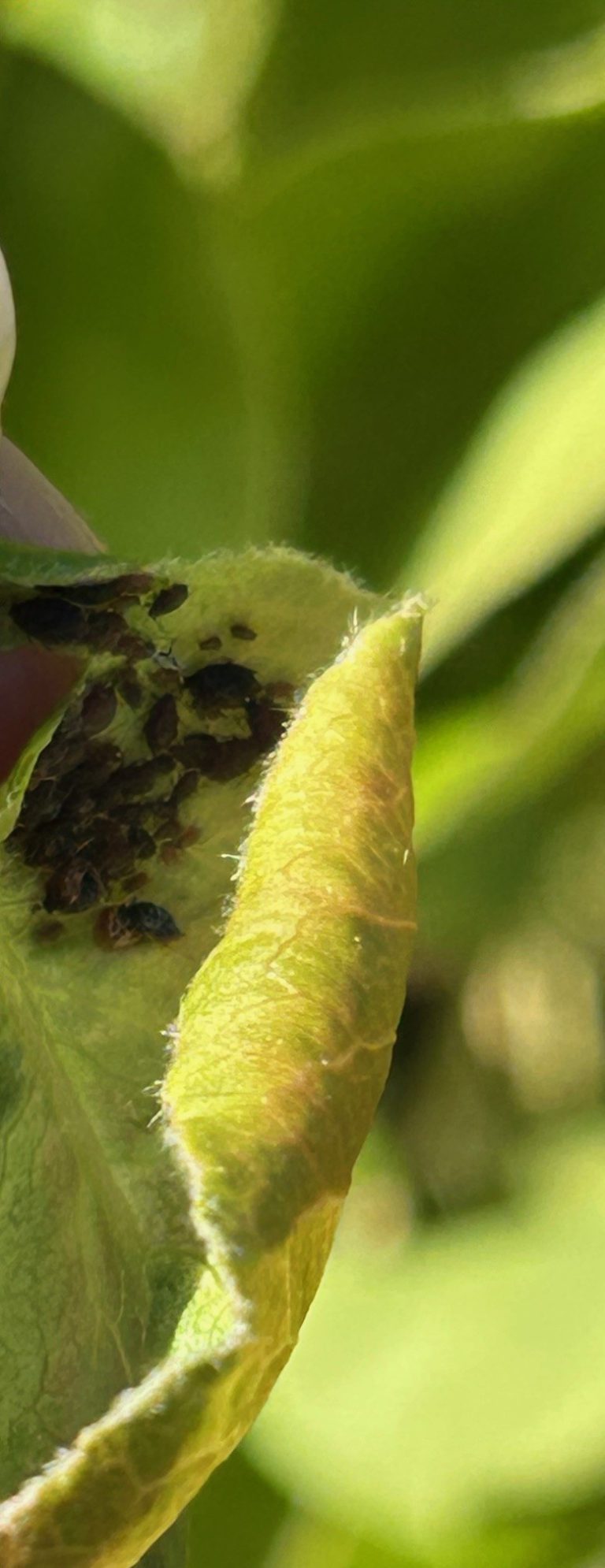 Afbeelding Teeltadvies | dunning, schurft, meeldauw, neusrot en perenbladvlo