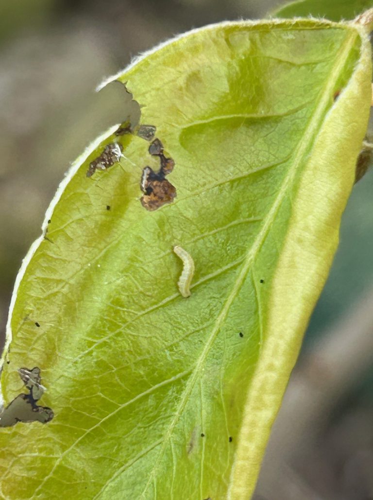 Afbeelding Teeltadvies | schurft, neusrot, insecten, zetting en dunning