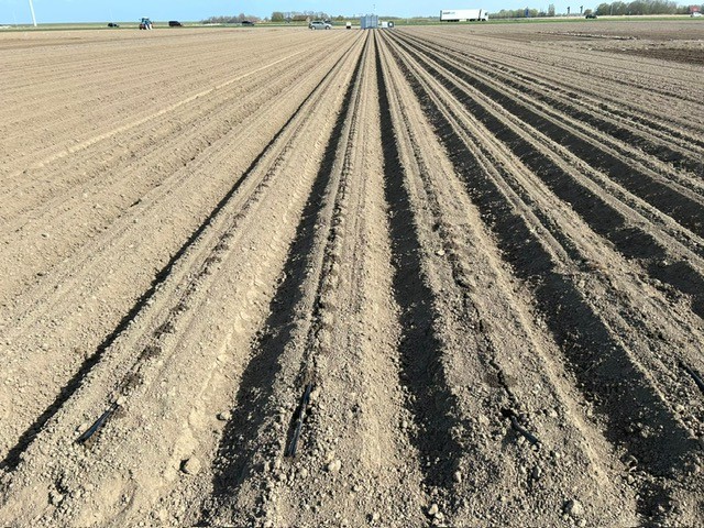 Afbeelding Fertigatienieuws | watergiften voor opkomst en onze proeven