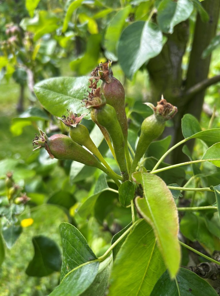 Afbeelding Teeltadvies | residu, bacterievuur, zwartvruchtrot en insectenadvies