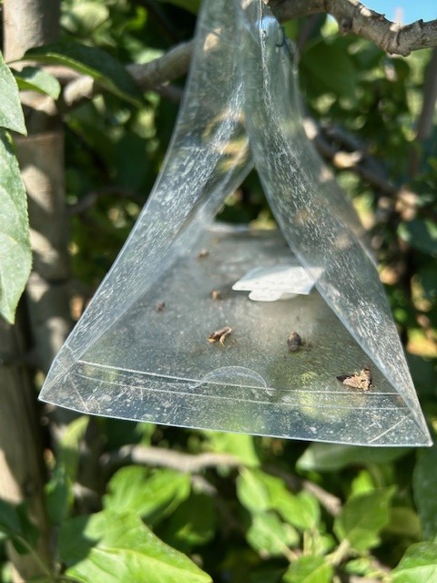 Afbeelding Teeltadvies | schurft, meeldauw, fruitmot, appelbloesemkever en roze luizen