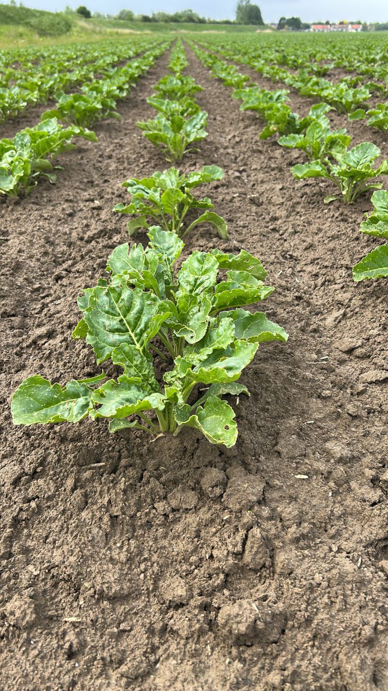 Afbeelding Teeltadvies | onkruidbestrijding maïs, suikerbieten en bodemherbiciden