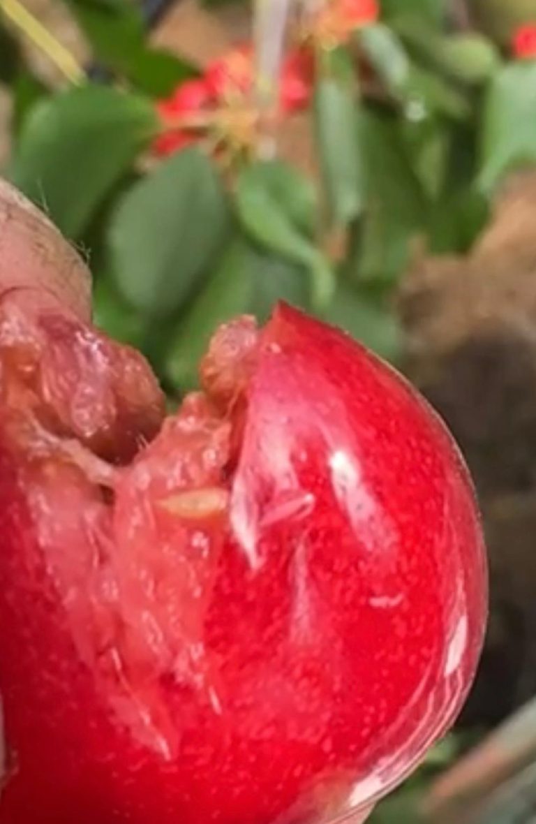 Afbeelding Teeltadvies | Situatie Suzukifruitvlieg, vruchtrot, pruimenroest en zwartstrookbeheer