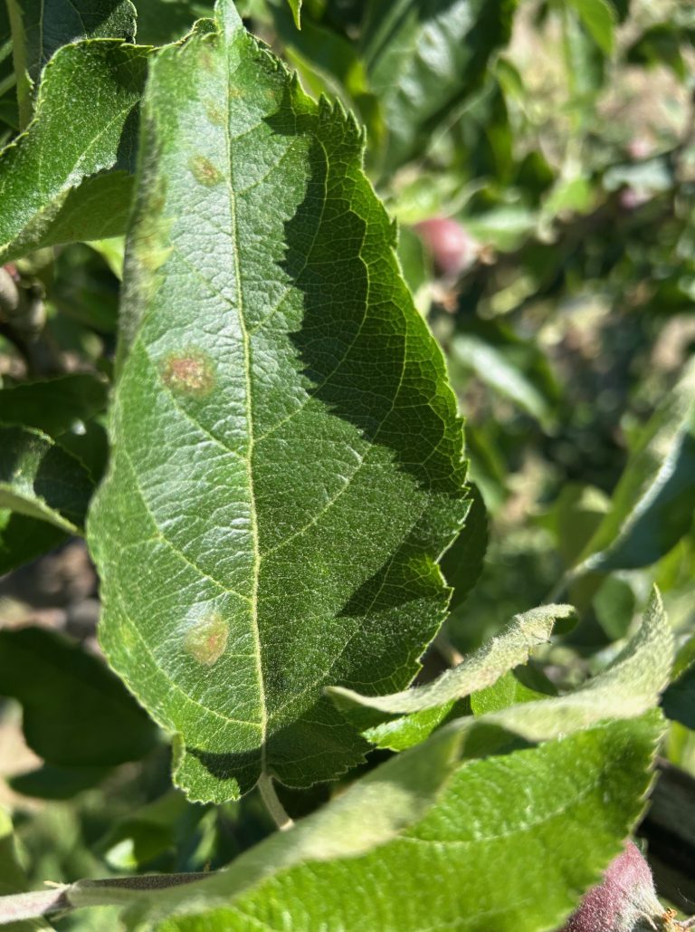 Afbeelding Teeltadvies | schurft, meeldauw, fruitmot, appelbloesemkever en roze luizen