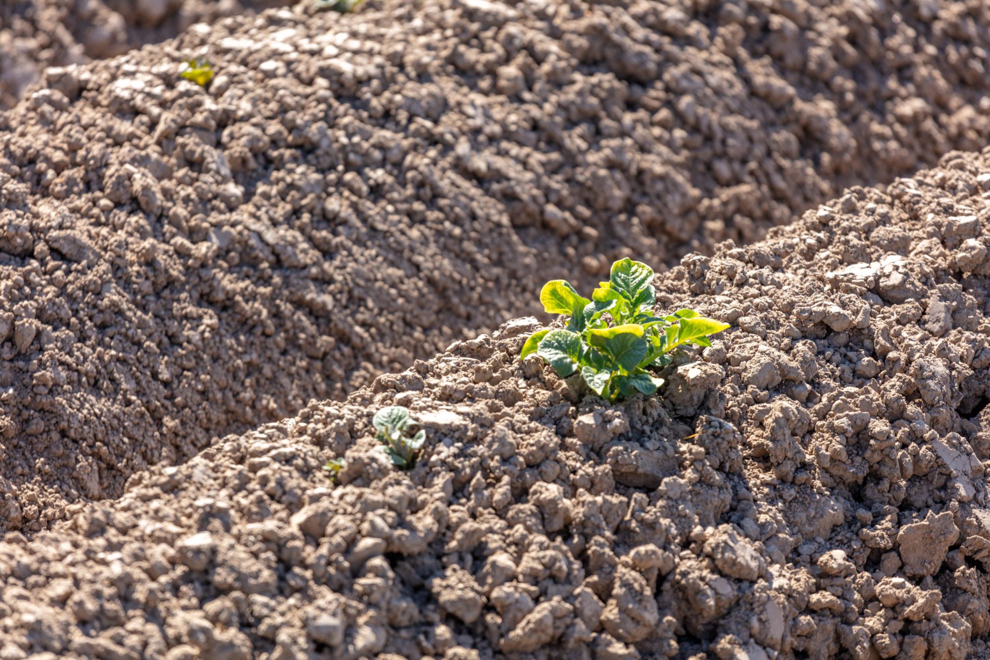 Afbeelding Knolzetting: een kritisch moment in uw aardappelteelt