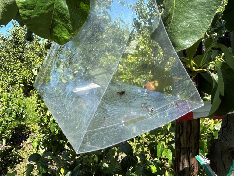 Afbeelding Teeltadvies | schurft, zwartvruchtrot, perenbladvlo, fruitmot en roestmijt