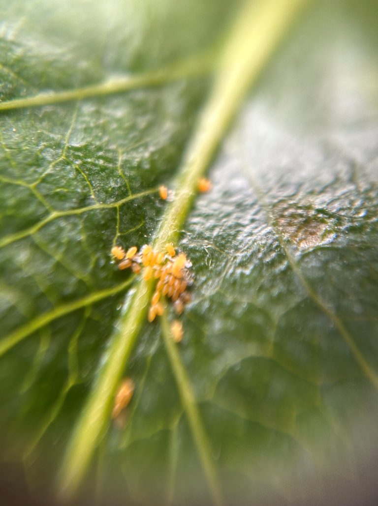 Afbeelding Teeltadvies | residu, bacterievuur, zwartvruchtrot en insectenadvies
