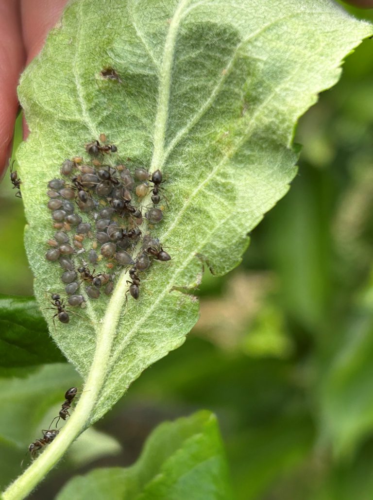 Afbeelding Teeltadvies | residu, bacterievuur, zwartvruchtrot en insectenadvies
