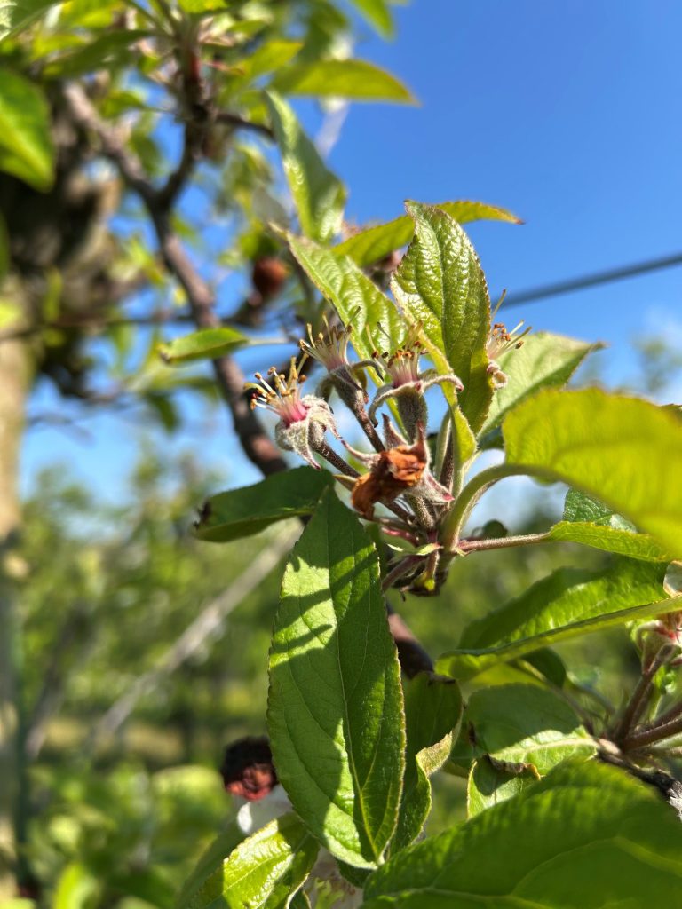 Afbeelding Teeltadvies | schurft, meeldauw, fruitmot, appelbloesemkever en roze luizen