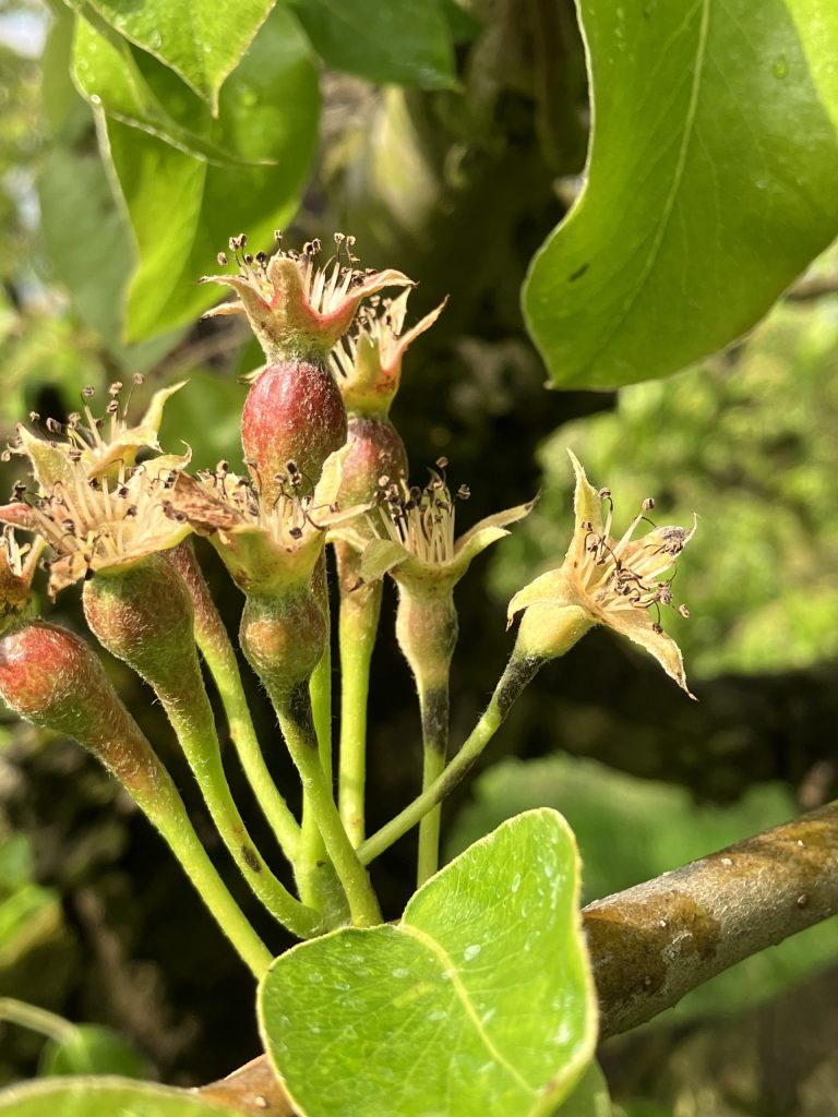 Afbeelding Teeltadvies | schurft, zwartvruchtrot, perenbladvlo, fruitmot en roestmijt