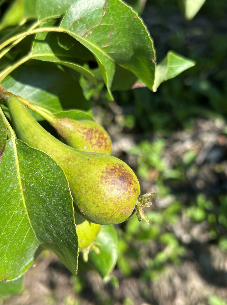 Afbeelding Teeltadvies | fruitmot, roestmijt, perenbladvlo, zwartvruchtrot & zonnebrand en stress en onkruidbestrijding