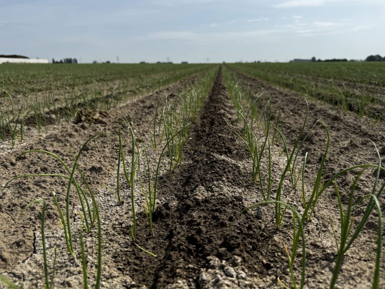 Afbeelding “Meer controle met fertigatie en data”
