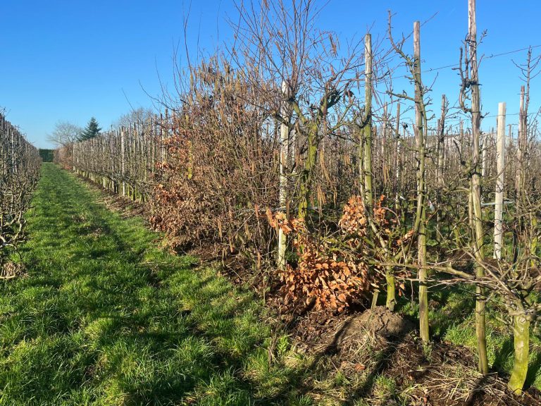 Afbeelding Biodiversiteit met bloeibogen in gemengde hagen