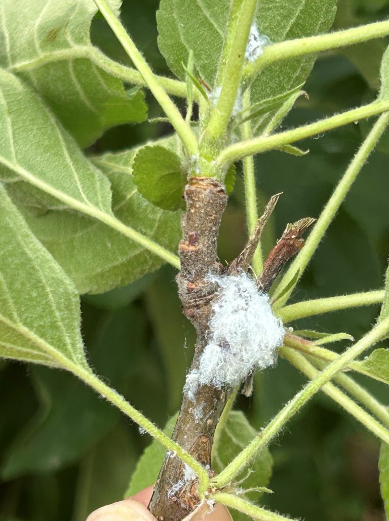 Afbeelding Teeltadvies | meeldauw, schurft en zwartvruchtrot, fruitmot, perenbladvlo, roestmijt, bloedluis, peerluis, zonnebrand en hittestress