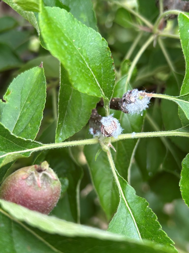 Afbeelding Teeltadvies | schurft, zwartvruchtrot, bloedluis, perenbladvlo, fruitmot, roestmijt, spint